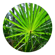 saw-palmetto